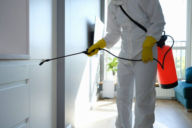 Best White Mold Remediation in Heathrow, FL