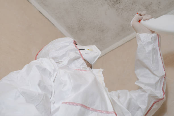 Best Insurance-Related Mold Remediation in Heathrow, FL