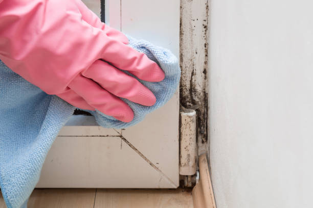 Best White Mold Remediation in Heathrow, FL