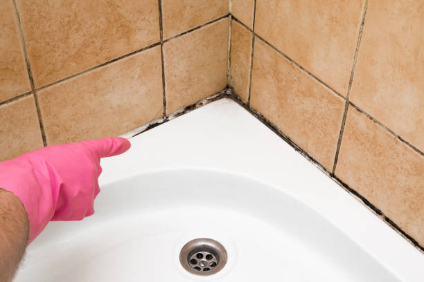 Best Black Mold Remediation in Heathrow, FL